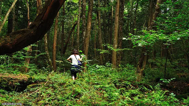 5 Hutan Seram Berbahaya Di Dunia Dan Terlarang